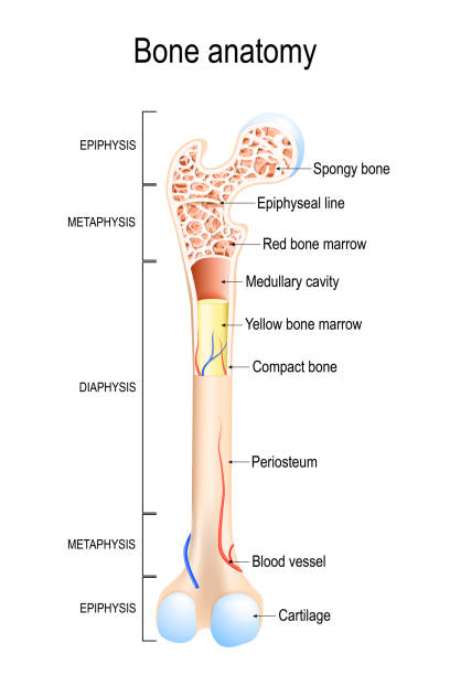 ilustraciones, imágenes clip art, dibujos animados e iconos de stock de anatomía del hueso. estructura de un hueso largo. - hueso