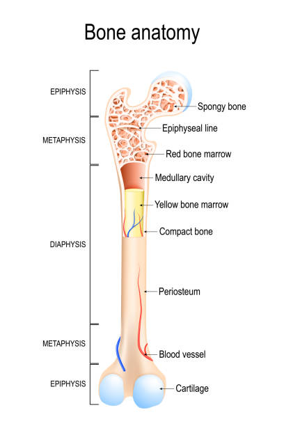 Bone anatomy. Structure of a Long Bone. Bone anatomy. Structure of a Long Bone. vector illustration for medical, educational and science use human bone stock illustrations