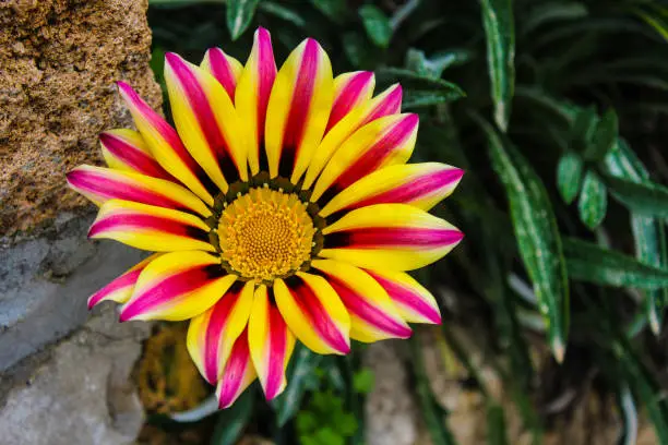 Close-up of bright Gazania flower.