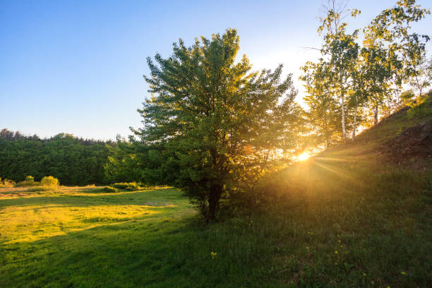 istock summer green meadow with trees at sunny day 994390502