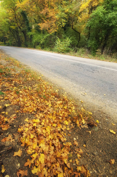 istock asphalt road and autumn forest. 994393738