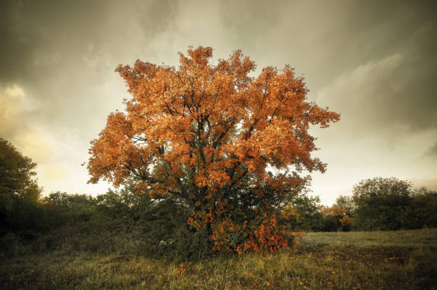 istock beautiful golden autumn tree. Composition of nature 994394294