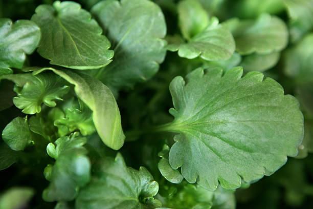 Green Leaves Background