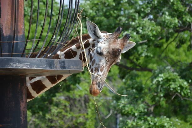 istock Giraffe in the outdoors 994403382