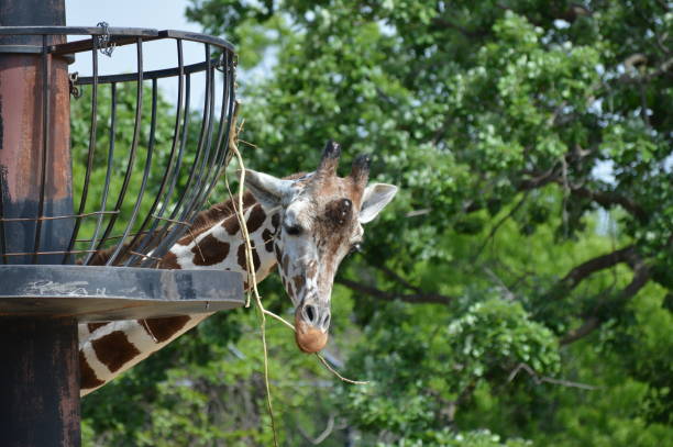 istock Giraffe in the outdoors 994403842