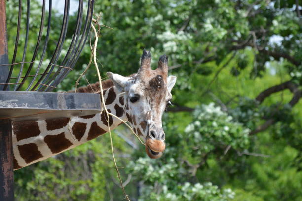 istock Giraffe in the outdoors 994408266