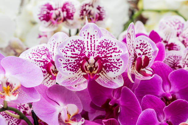 istock Beautiful pink and white orchid 994408582