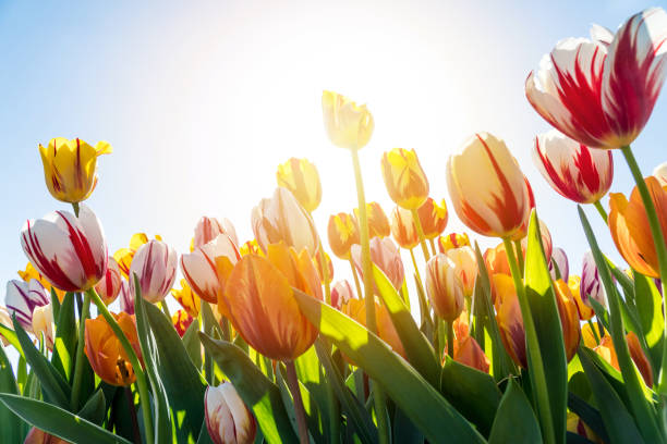 istock Beautiful colorful tulips in sunlight 994413066