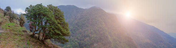 beautiful himalayan forest landscape with sunlight effect , trek to annapurna base camp in nepal - nepal landscape hiking rice imagens e fotografias de stock