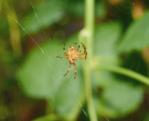 istock Yellow garden spider macro on a natural background 994418810