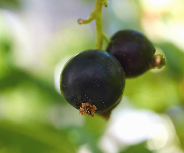 istock Berries of a black currant macro on a natural background 994418988