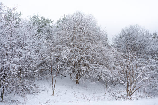 A daylight photograph of winter landscape with evergreen trees and fresh powder snow.