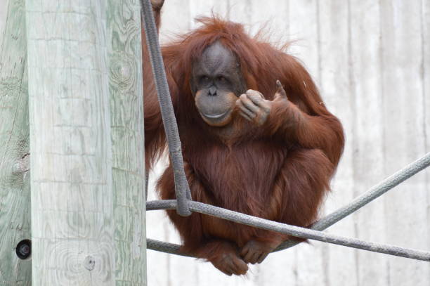 istock Orangutan in the outdoors 994419156