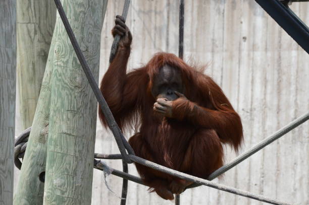 istock Orangutan in the outdoors 994419380
