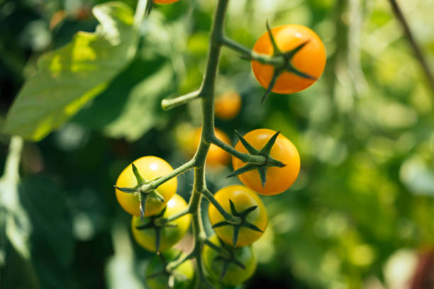istock Growing Tomatoes on the vine in A greenhouse, UK. 994421774