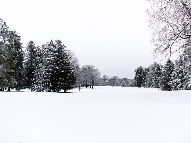the forest is covered with snow in the winter season during frosts, winter park with trees without foliage