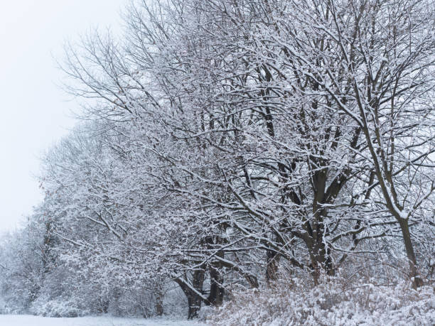 istock Winter landscape with evergreen trees and fresh snow 994422110