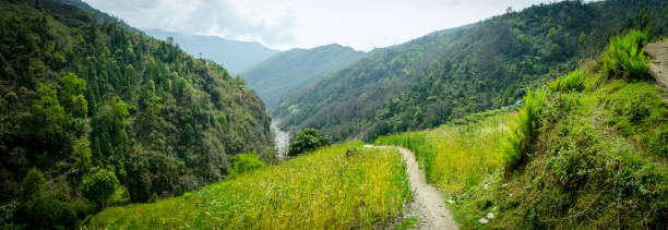 beautiful himalayan forest landscape, view of fields rice view when travelers trekking to annapurna base camp (abc.) in nepal - nepal landscape hiking rice imagens e fotografias de stock