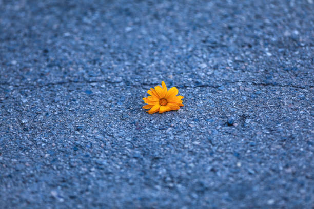 istock a yellow flower on the asphalt 994430118