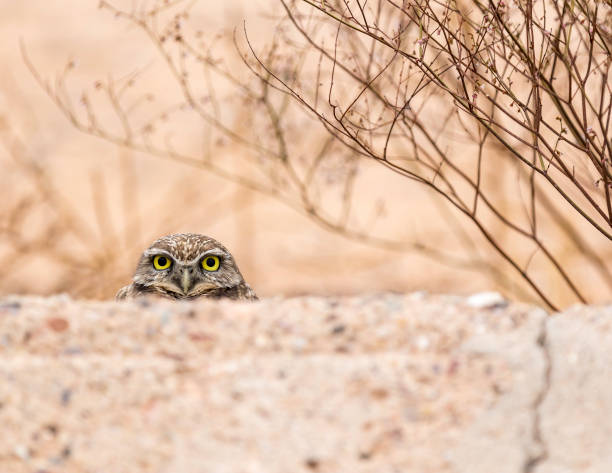 Burrowing Owl Burrowing Owl in the Arizona Sonoran Desert burrowing owl stock pictures, royalty-free photos & images