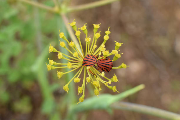 istock Minstrel bugs mating on fennel plant flower 994432884