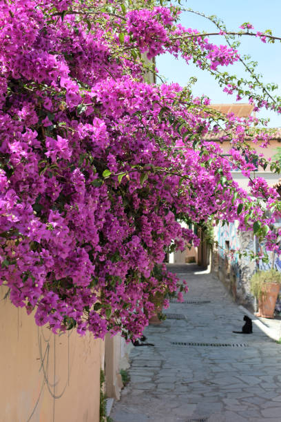 istock Alley with bougainvillea flowers 994432932