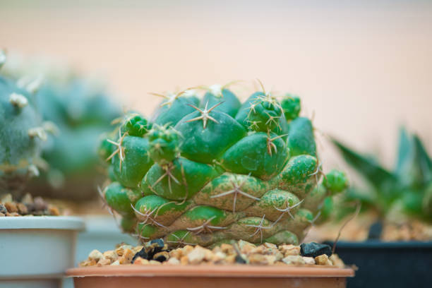 kaktus coryphantha w garnku - coryphantha zdjęcia i obrazy z banku zdjęć