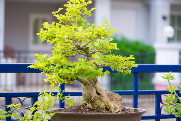 bonsai drzewo w ogrodzie - wystawa ogrodnicza zdjęcia i obrazy z banku zdjęć