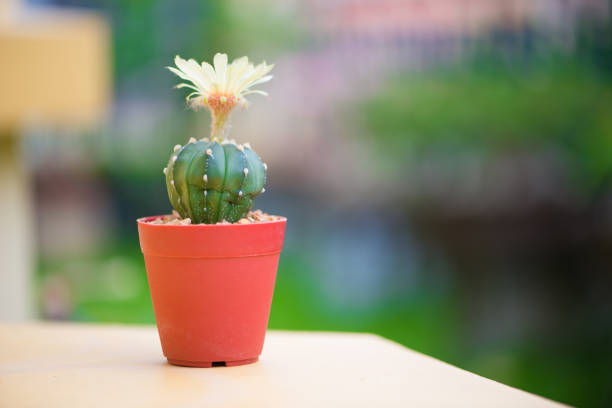 Astrophytum asterias or Sand dollar cactus with flower show desert plant