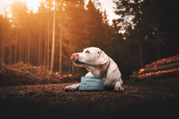 young thirsty purebred labrador retriever dog puppy lying down and drinking fresh water out of dog bowl in forest during sunset young thirsty purebred labrador retriever dog puppy lying down and drinking water out of dog bowl in forest during sunset dog bowl photos stock pictures, royalty-free photos & images