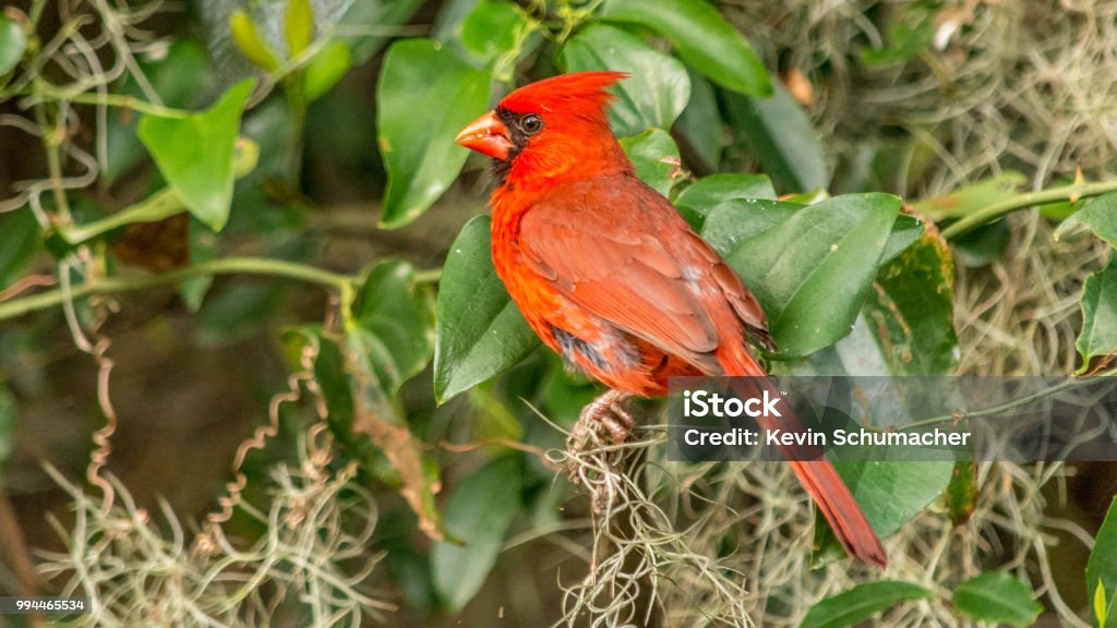 cardinal bird red cardinal eating Animal Stock Photo