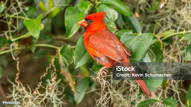 Cardinal Bird Stock Photo - Download Image Now - Animal, Animal Behavior, Animal Wildlife