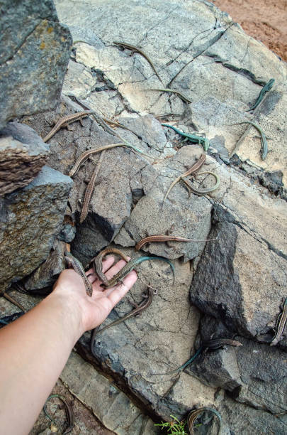 istock Wild lizards on rocks and in hand 994470892