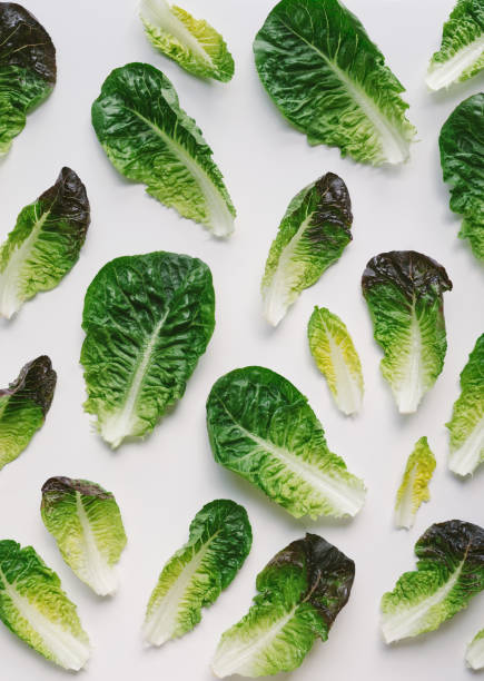 Romaine lettuce leaves on white background