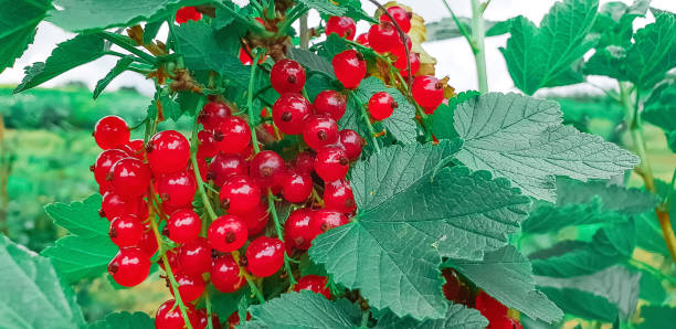 istock bush of red currant in a garden 994476288