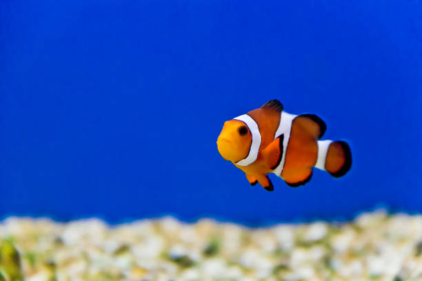 istock Aquarium fishes in salt water 994482088