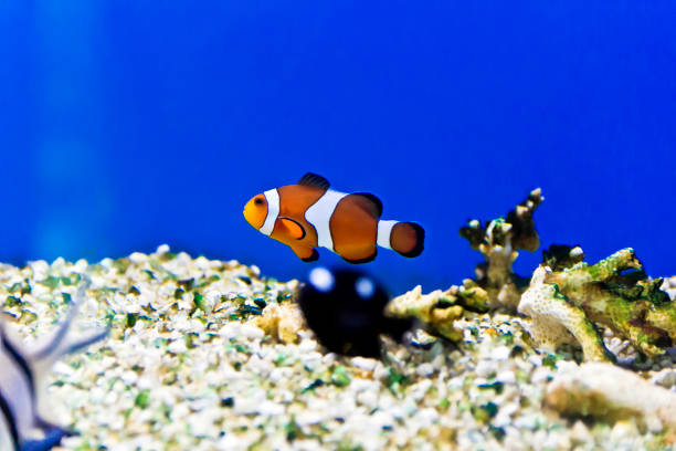 istock Aquarium fishes in salt water 994482102