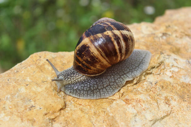 istock Close-up image of a snail on yellow rock. 994482324