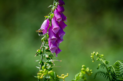 A foxglove in a section of woodland in south west Scotland