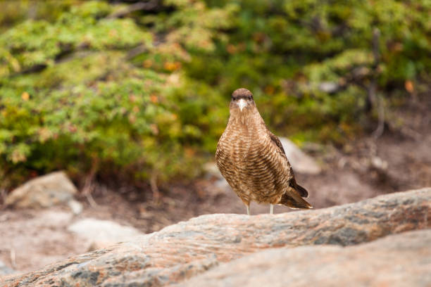 Chimango bird sitting on the rock stock photo