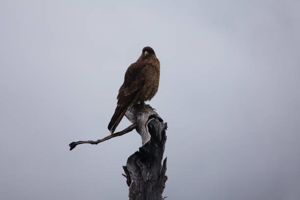 Chimango bird sitting on the tree branch stock photo
