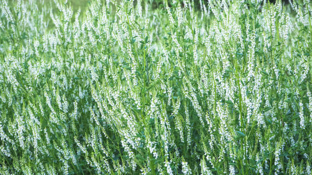 istock Meadow grass, summer grasses. Abstract natural background. 994492618