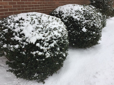 Bushes dusted with snow by brick wall