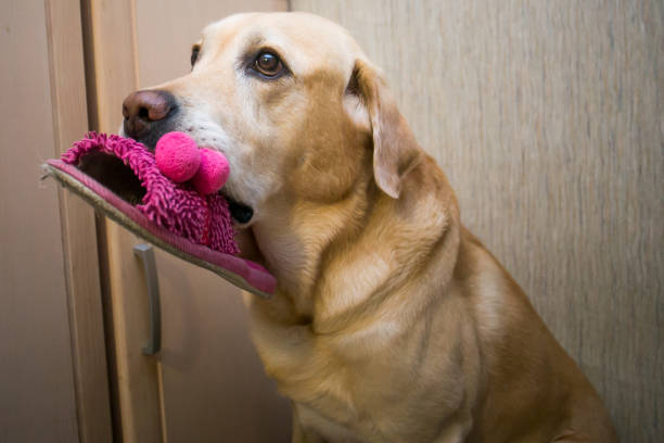 Golden labrador retriever holding pink slipper in mouth