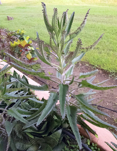 istock Bryophyllum daigremontianum (Kalanchoe daigremontiana) called devil’s backbone, mother of thousands, alligator plant, or Mexican hat plant 994495148