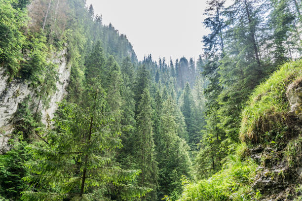 istock The beautiful summer forest with view at the mountains. 994500204