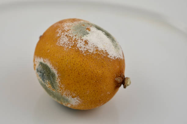 istock Moldy lemon stock images 994507386