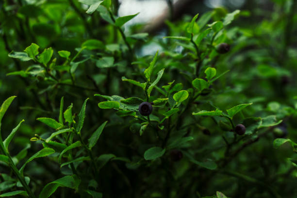 istock Fresh wild blueberries on the bush. Beauty nature. 994510580