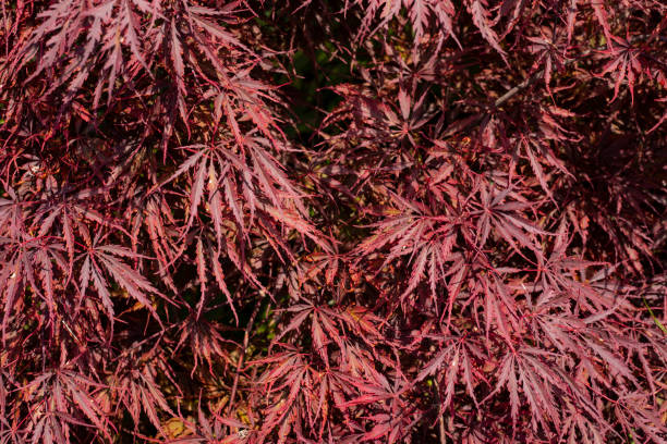 istock Japanese Maple Leaves in Noonday Sun 994513404