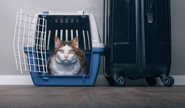 voyager avec un chat - chat tabby anxieusement à la recherche d’un transporteur pour animaux de compagnie à côté d’une valise. - panier de voyage photos et images de collection